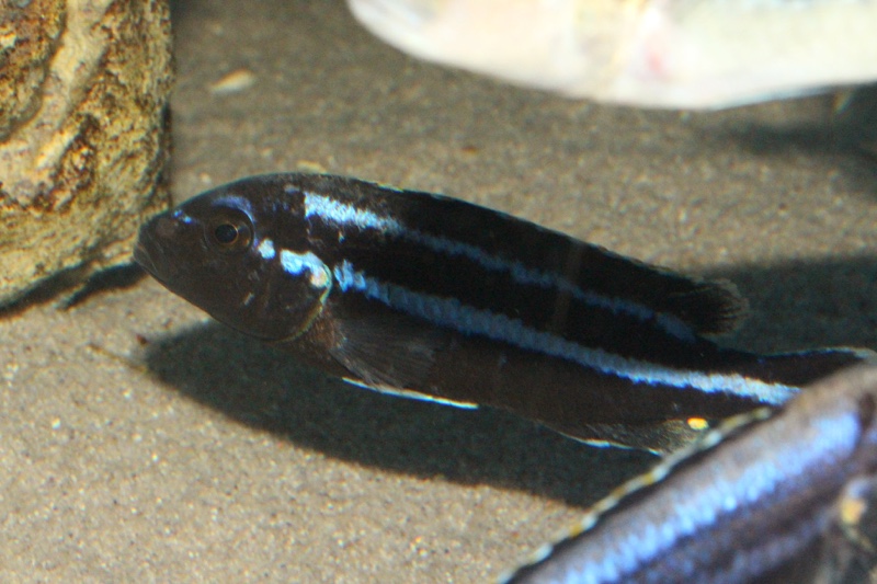 Melanochromis loriae 'Likoma Island'